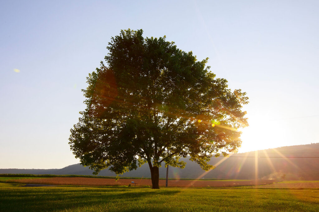 A serene tree in a field
